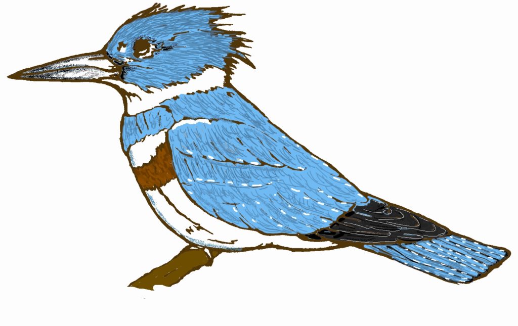 Belted Kingfisher Logo TMN