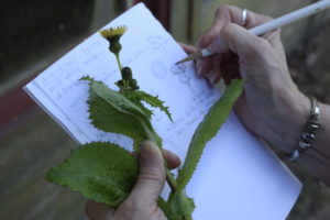 Heartwood Chapter TMN member sketching and journaling about nature during walk on foraging in Texas