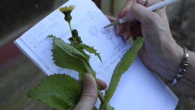 Heartwood Chapter TMN member sketching and journaling about nature during walk on foraging in Texas