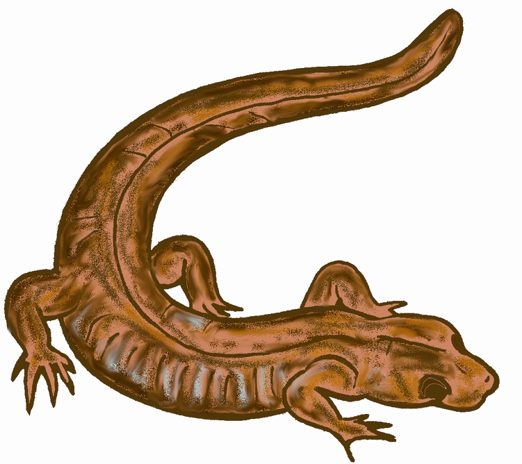 Salamander Logo TMN