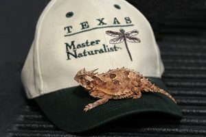 TMN Hat Horned Toad Lizard
