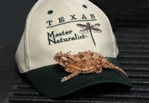 TMN Hat Horned Toad Lizard