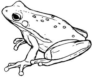 Frog Logo TMN Black and White