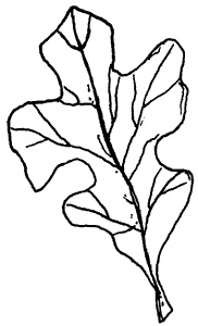 Oak Leaf Logo TMN Black and White