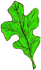 Oak Leaf Logo TMN