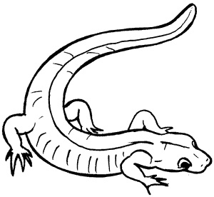 Salamander Logo TMN Black and White