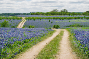 A dirt road surrounded by Texas bluebonnet flowers