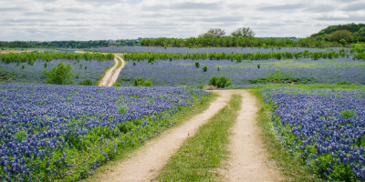 A dirt road surrounded by Texas bluebonnet flowers
