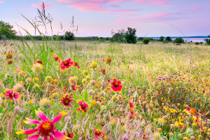 A picture of a grassy field with pink and yellow Indian Blanket flowers