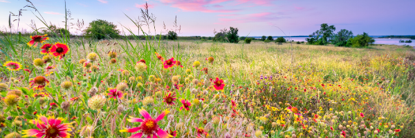 A picture of a grassy field with pink and yellow Indian Blanket flowers
