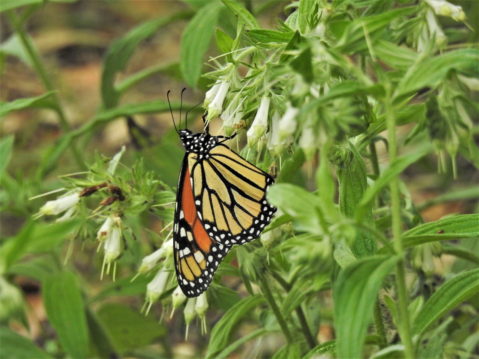 here-come-the-monarchs