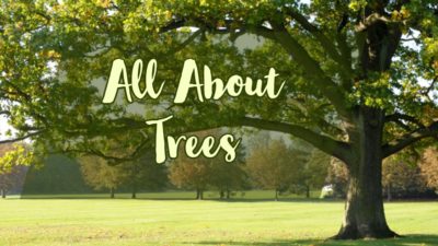 All About Trees