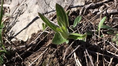 1st Milkweed