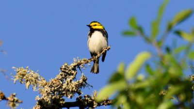 Golden Cheeked Warbler