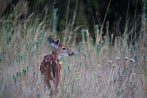 Deer in a Field