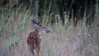 Deer in a Field