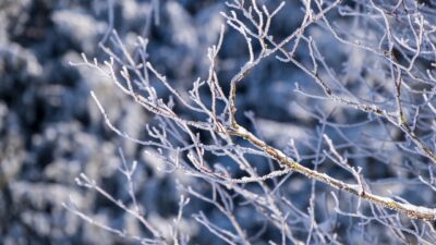 branches, snow, winter, covered in snow, wintry, cold, nature, snow, snow, snow, snow, snow, winter, winter, winter, winter, cold